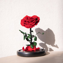 Load image into Gallery viewer, Timeless Prince&#39;s Rose, Red, Heart Rose
