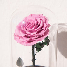 Load image into Gallery viewer, Timeless Prince&#39;s Rose, Taro Purple
