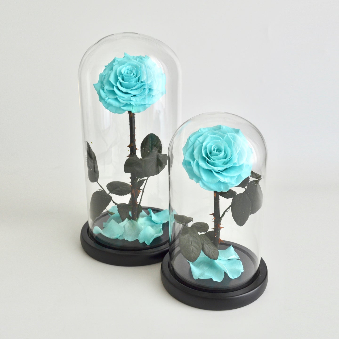 Timeless Prince's Rose, Teal