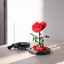 Load image into Gallery viewer, Timeless Prince&#39;s Rose, Red, Heart Rose
