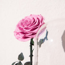 Load image into Gallery viewer, Timeless Prince&#39;s Rose, Taro Purple
