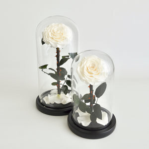 Timeless Prince's Rose, White