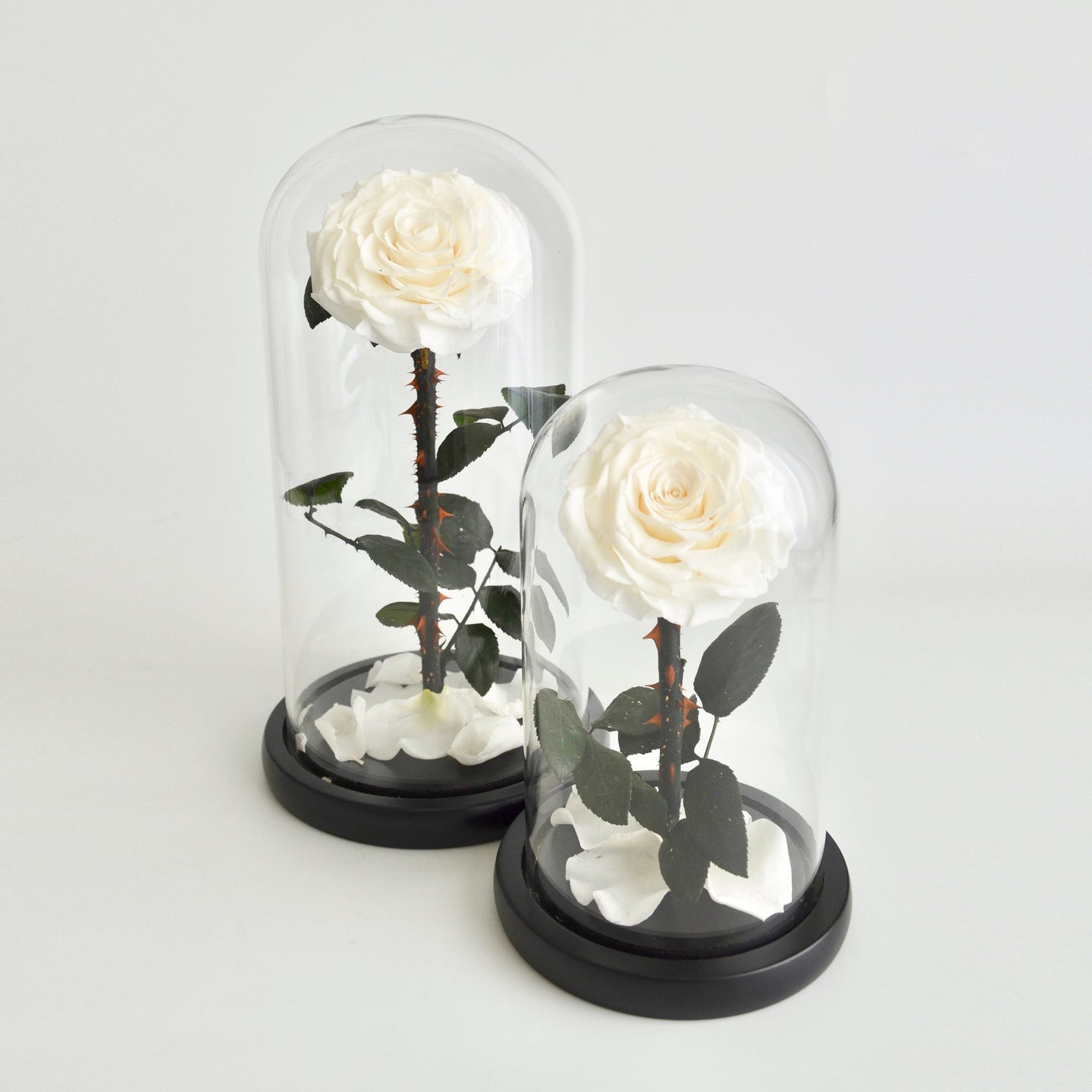 Timeless Prince's Rose, White
